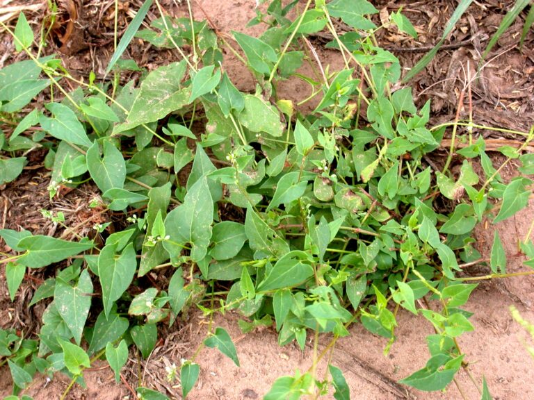 Wild Buckwheat - SARE